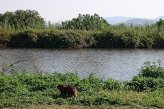 Národní park HaChula - vydra