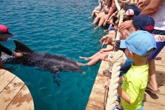 delfíni na dosah — v Dolphin Reef - Eilat.