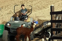 po farmě na traktůrku a s průvodcem - lamí farma